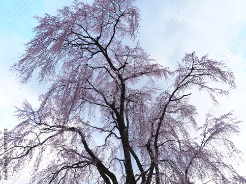 桜の大木と早朝の空