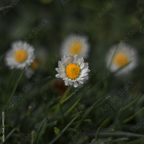 daisies in the grass