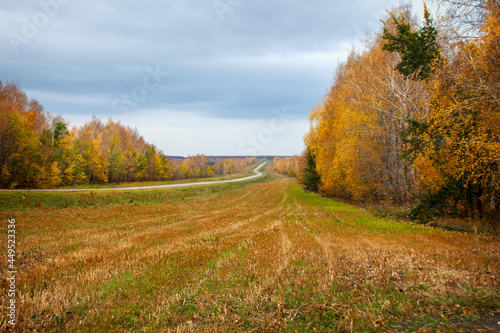 autumn landscape  yellow trees and fields and a road going into perspective against the sky with clouds