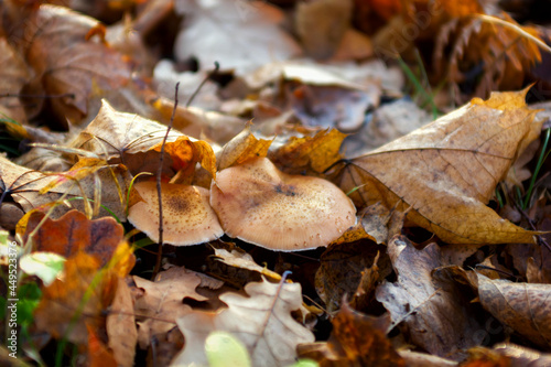 wild fungus mushrooms in autumn with yellow and red leaves in the rain close up