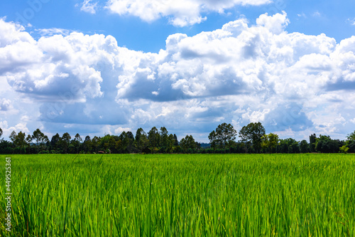 Green wide field, rice field with trees and sky background