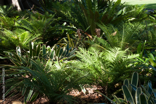 Sydney Australia  shady garden of ferns with patches of sunshine on green leaves