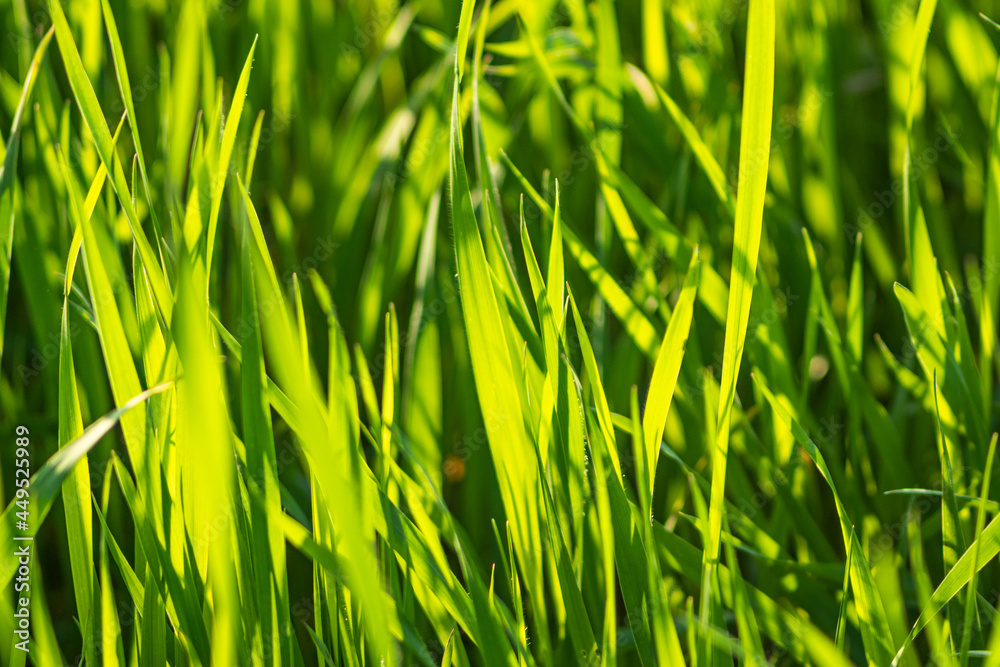 green grass background green grass background