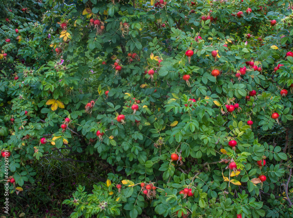 Rosehip bushes with ripe fruits