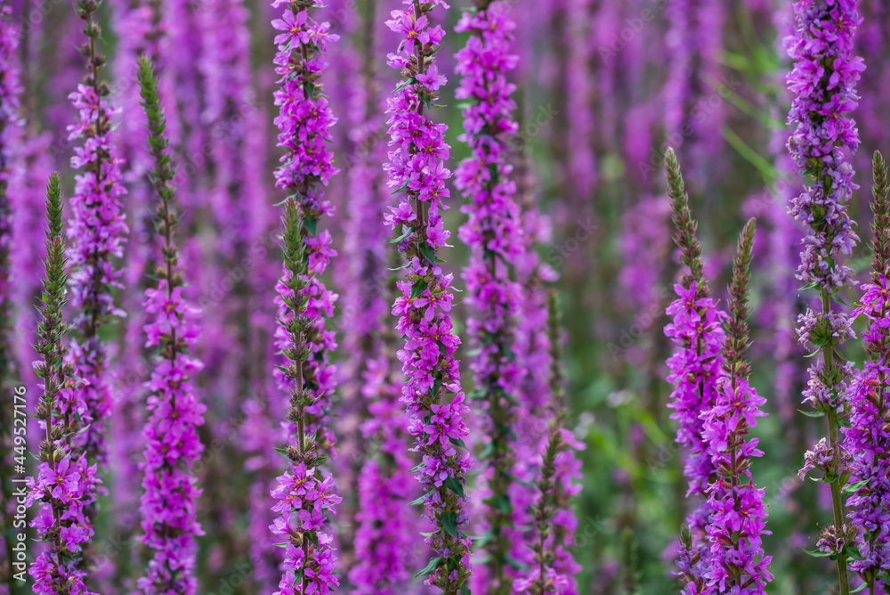Obraz premium Glade with purple flowers. Nature and plants.