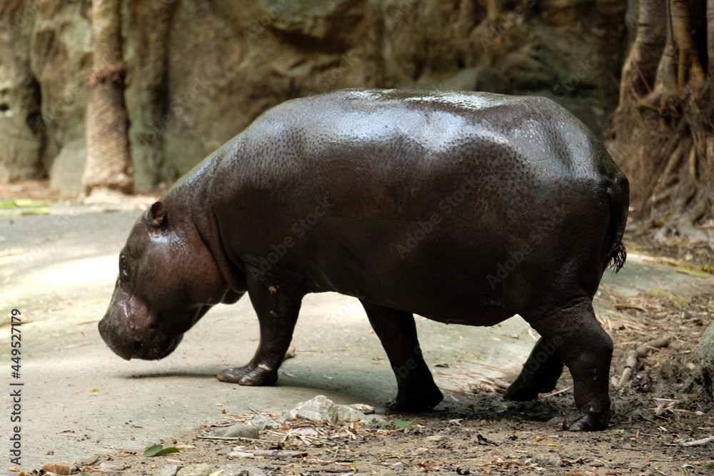 Pygmy hippos are smaller cousins of the hippopotamus. Pygmy hippos are smaller cousins of the hippopotamus.