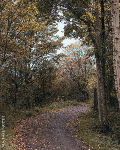 Woodland Walk © Liam