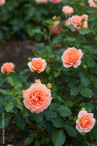 beautiful pink roses close up