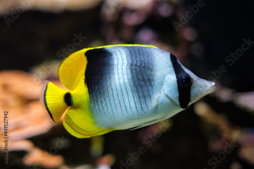 Pacific double-saddle butterflyfish Chaetodon ulietensis fish underwater in sea photo