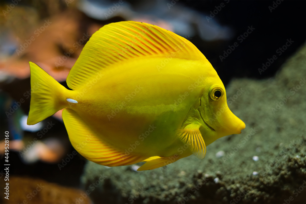 Yellow tang Zebrasoma flavescens fish underwater in sea