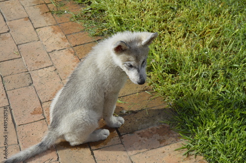 Husky puppy
