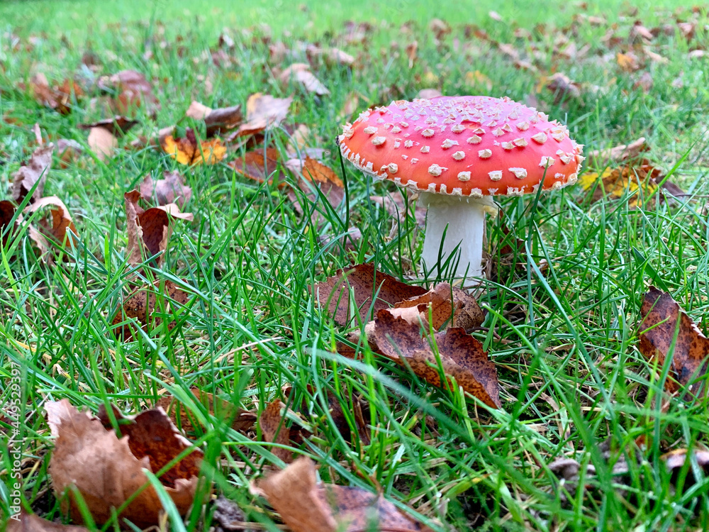 Champignon Champignon