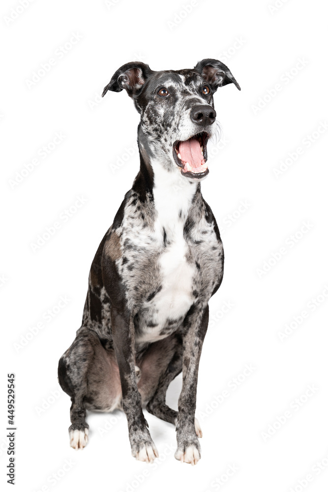 Studioshot of a black grey and white lurcher a type of sighthound a mixed greyhound or whippet mouth open like he is singing Studioshot of a black grey and white lurcher a type of sighthound a mixed greyhound or whippet mouth open like he is singing