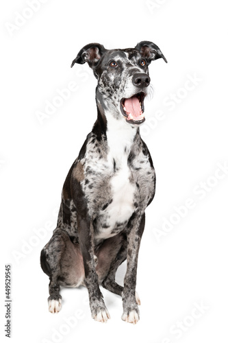 Studioshot of a black grey and white lurcher a type of sighthound a mixed greyhound or whippet mouth open like he is singing