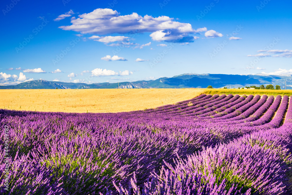 Obraz premium Valensole lavender field in Provence, France