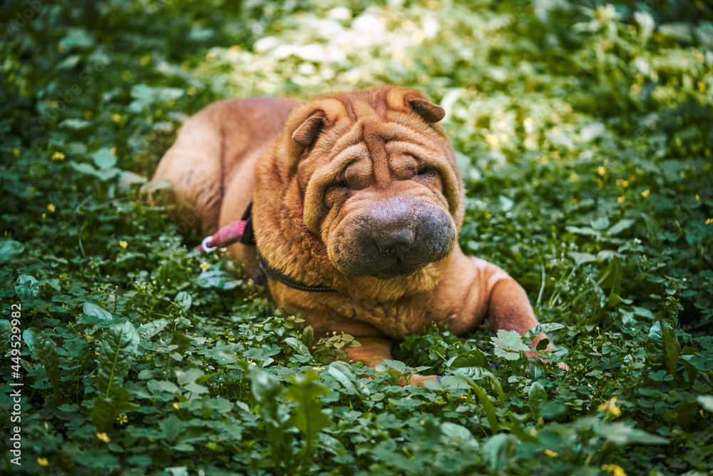 Shar Pei, tired in the heat, lies in the grass and breathes heavily