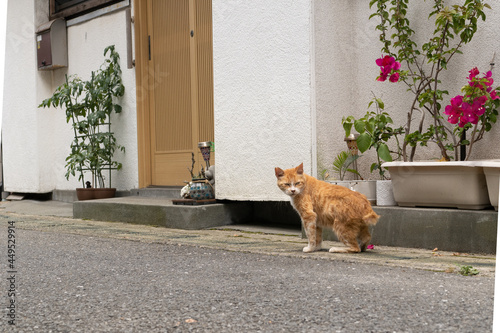 店の扉と振り返る猫 © syogo tatetsu