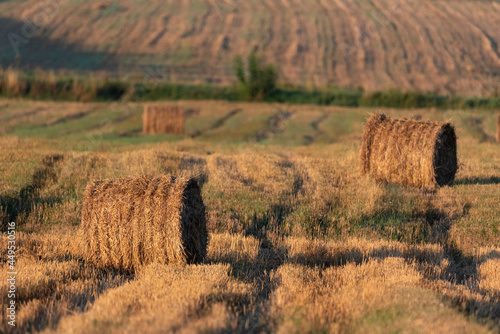 Bales of straw in the field. Agriculture, harvest in the countryside. Cultivation of grain. Rural landscape in the rays of the rising sun.