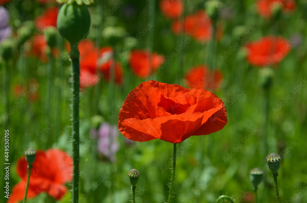 Naklejka premium red poppies on a green background