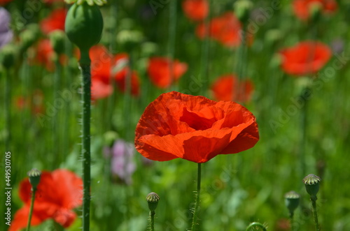 red poppies on a green background