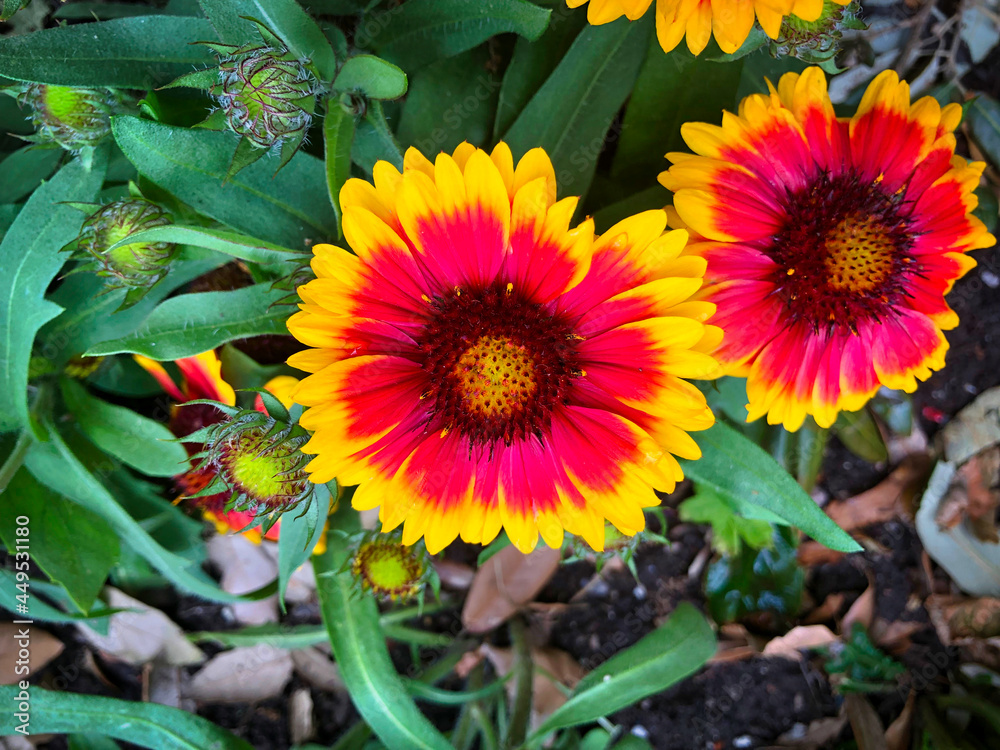 English summer garden flowers English summer garden flowers