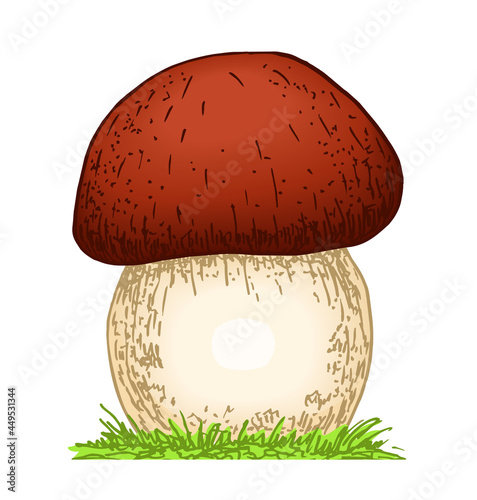 Mushroom boletus hand drawn vector illustration. Sketch food drawing isolated on white background. Fresh edible raw fungus. Organic natural forest food. Colored hand-drawn vector illustration