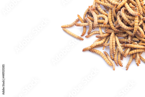 Pile of mealworms larvae feed isolated on white background photo