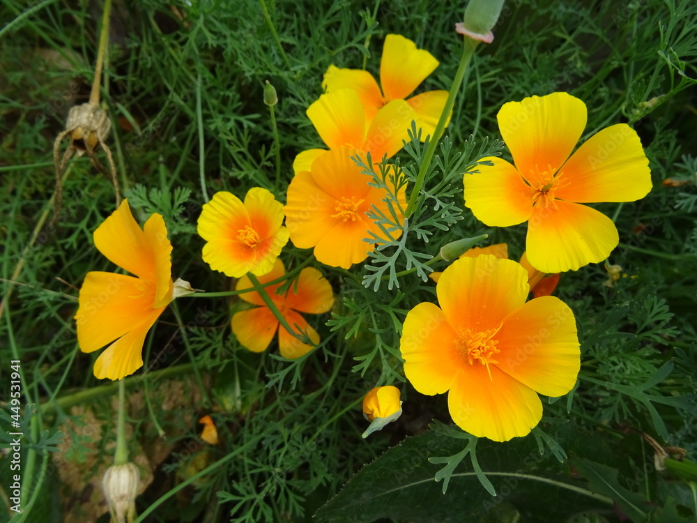 Goldmohn Goldmohn