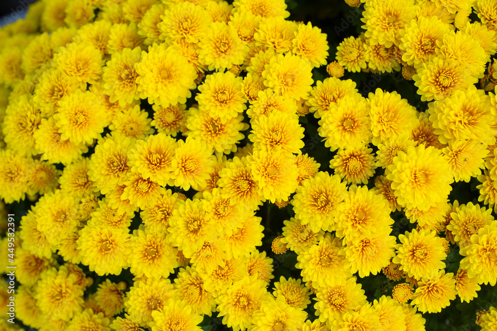 黄色の小菊 Stock Photo Adobe Stock 黄色の小菊 Stock Photo Adobe Stock