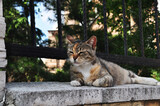 The cat is resting on the stone base of the fence. Cat on a blurred background.