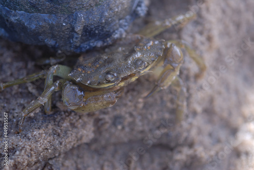 Crabs are decapod crustaceans of the infraorder Brachyura, which typically have a very short projecting 