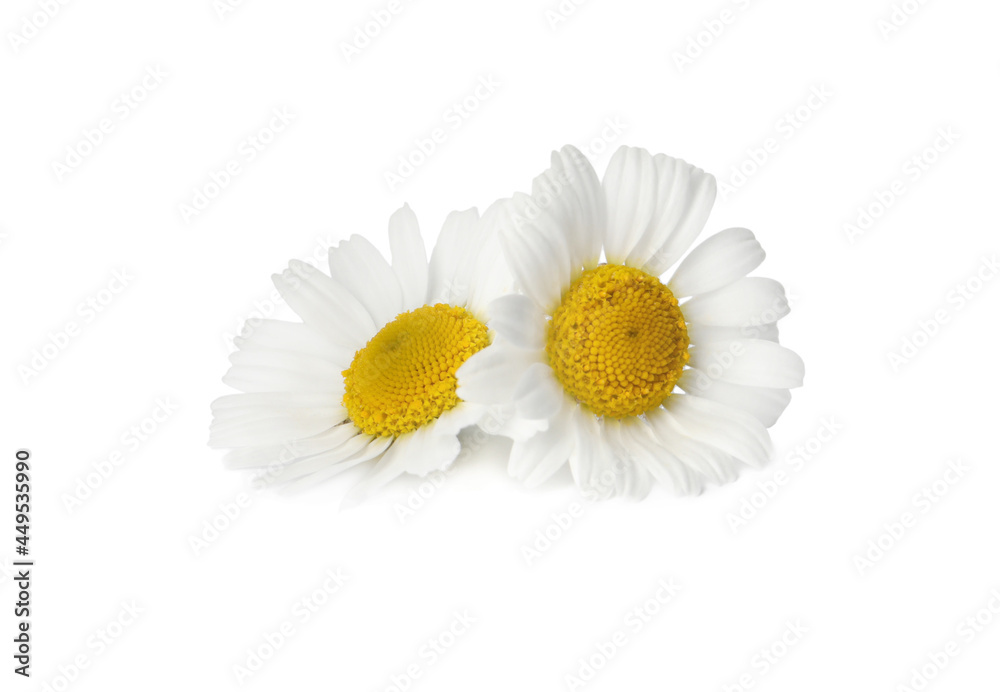 Fototapeta premium Two beautiful chamomile flowers on white background