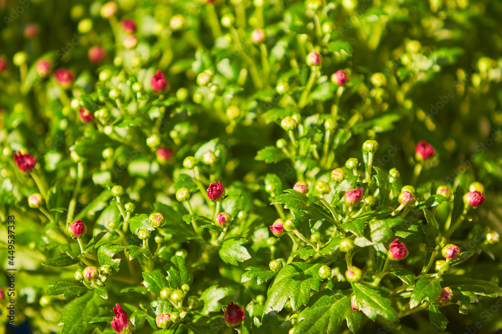 Red of Chrysanthemum buds bunch in a garden