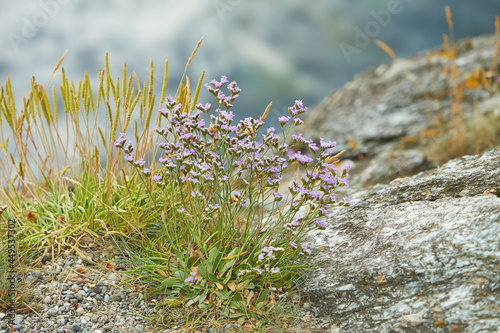 Sea lavender - Limonium vulgare flower (Plumbaginaceae; Caryophyllales) blooming in july at salt-rich sea coasts in the wadden sea. photo