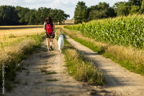 woman with a dog white swiss shepherd walking a path between field of corn and wheat