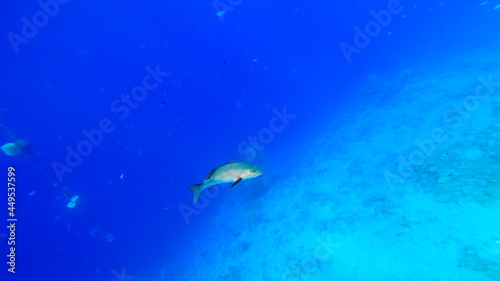 large sea fish swims on the seabed between the coral against the background of the blue sea. © Roman