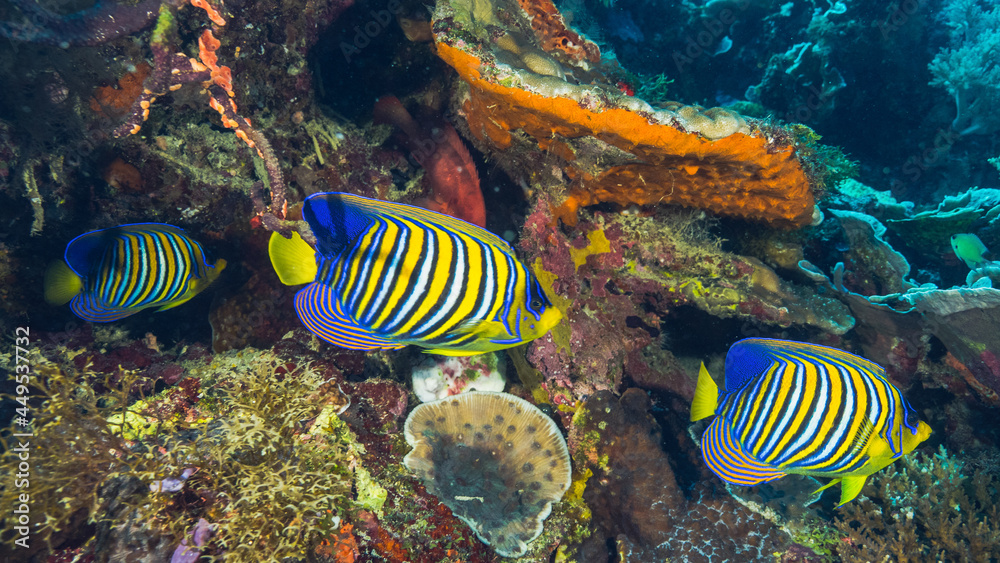 Coral reef fish swimming 
