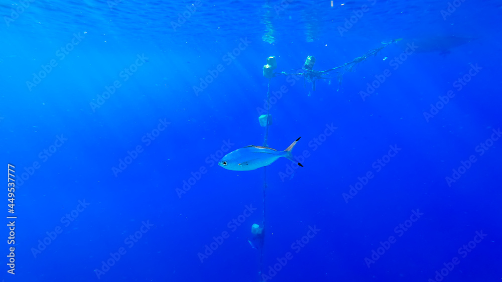 beautiful underwater sea background on which marine tropical fish swim.