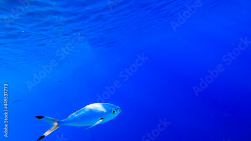 the sun s rays of light make their way across the surface of the sea  illuminating blue fish swimming underwater