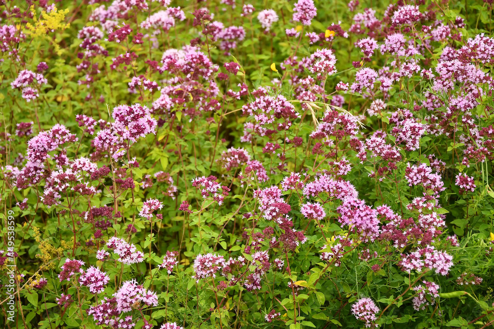 Origanum vulgare spice and medicinal plant with flower
