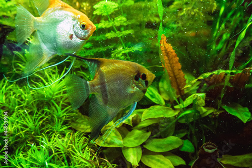 Freshwater angelfishes in different colors swimming