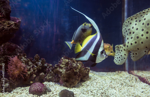 underwater background with pennant coralfish