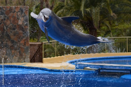 Common bottlenose dolphin (Tursiops truncatus) playing in the dolphinarium 
