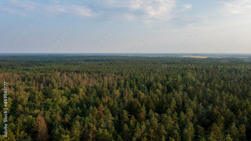 Polish part of Bialowieza Forest to east Polish part of Bialowieza Forest to east