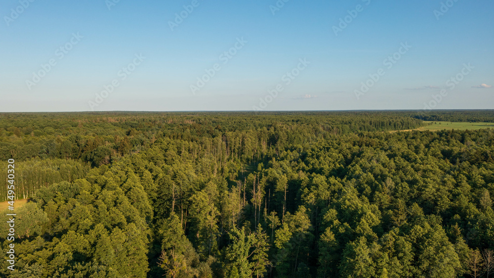 Polish part of Bialowieza Forest to east Polish part of Bialowieza Forest to east