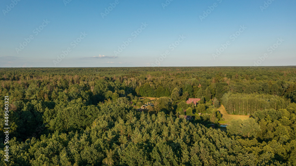 Polish part of Bialowieza Forest to east