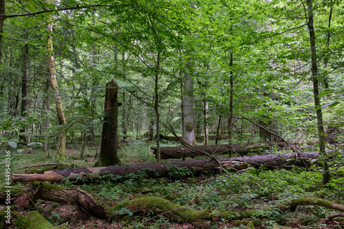 Summertime deciduous forest wit dead trees