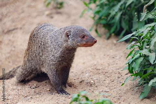 Bilde på lerret Banded mongoose looking for food, Mungos mungo