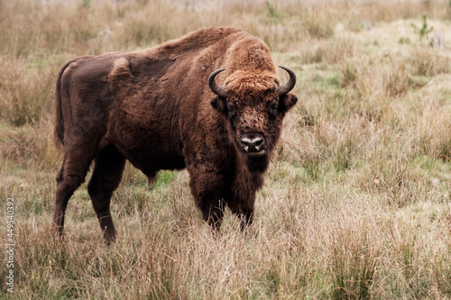 European bison, big zubr in the nature
