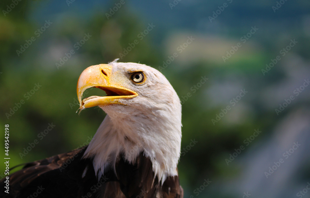 Obraz premium pygargue à tête blanche